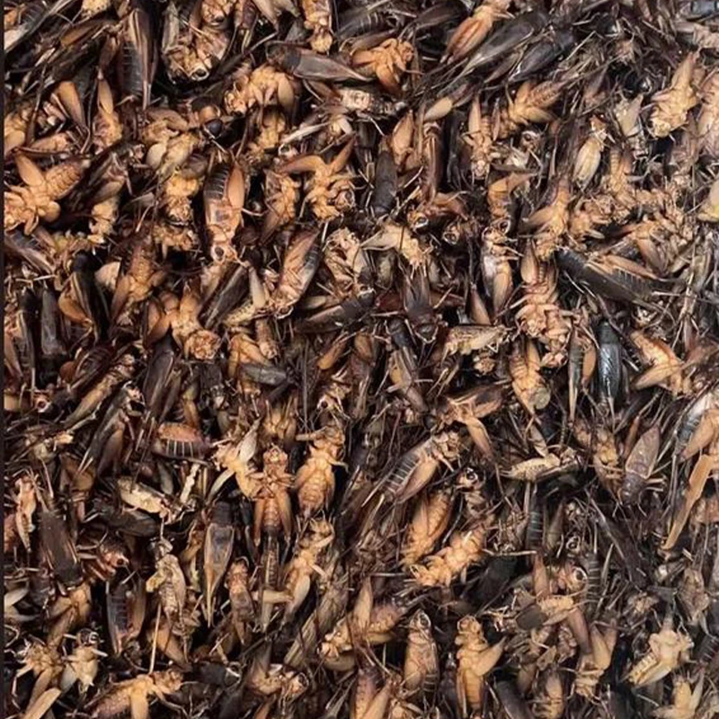 Dried Crickets For Bearded Dragon
